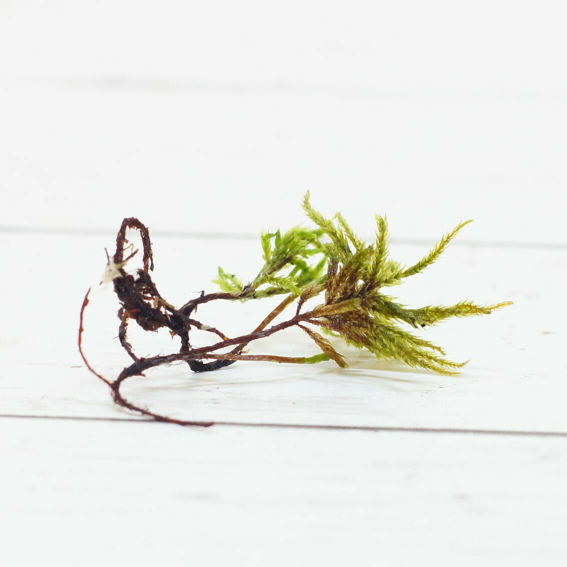 �ڹ⸶���ݡ� �ե������� 5�� �ޤ�Ǿ������� �ؤ��⤤�� �ƥ�ꥦ�� �ѥ���ꥦ�� �ߺϤ� �ݥѥå� ���� �ݥƥ�ꥦ�� ���뤤���Ǥ��� �����ץ��ƴ� ���ߥ����ץ��ƴ� �������� ̩���ƴ����