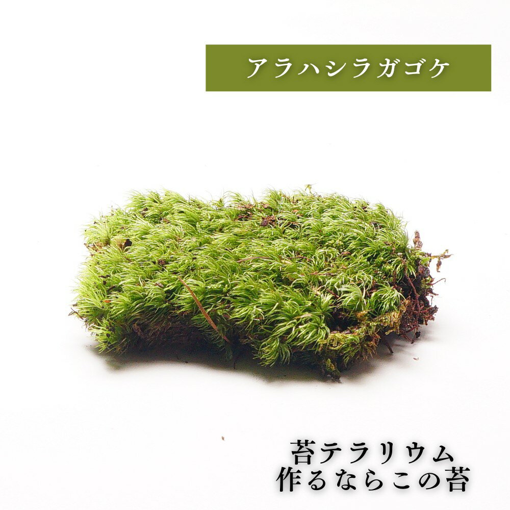 【高原の苔】 アラハシラガゴケ アラハオキナゴケ ヤマゴケ 苔テラリウム 苔 パック