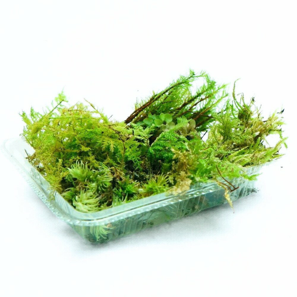 テラリウムにおすすめの苔セット【プロ厳選】 7種 苔パック 詰め合わせ 初心者の方にも 苔テラリウム パルダリウム メンテナンス コウヤノマンネングサ ヒノキゴケ シノブゴケ チョウチンゴケ シラガゴケ トラノオゴケ オオサナダゴケモドキ