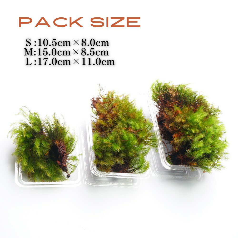 �ڹ⸶���ݡ� �ҥΥ����� 1�ѥå� �٤��դ������ؤ��⤤�� �ƥ�ꥦ�� �ߺϤ� �ݥѥå� ���� �ݥƥ�ꥦ�� �ҤΤ����� �������� �������� ̩���ƴ����