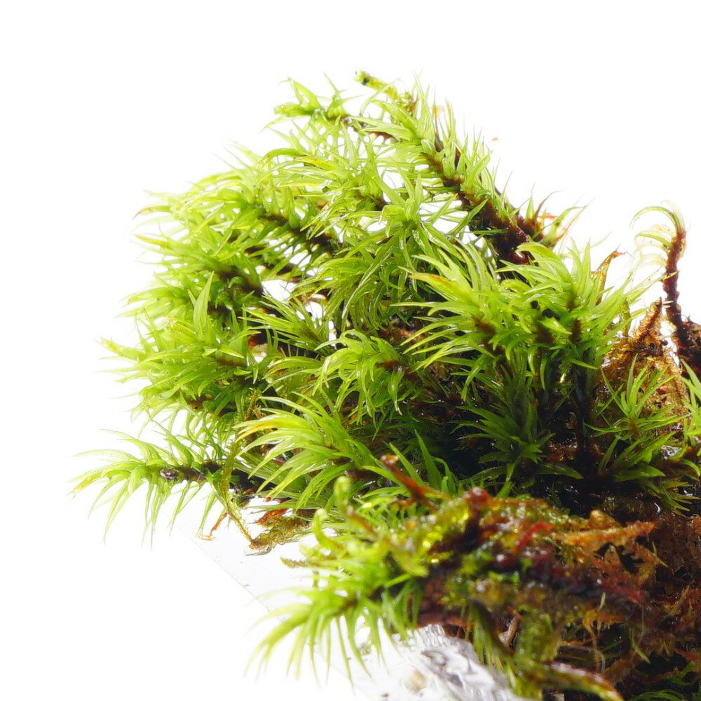 �ڹ⸶���ݡ� ���ǤʤӤ��褦�˿��Ӥ��� ���⥸���� �ߥ˥ѥå� �ƥ�ꥦ�� �ݥѥå� �ݥƥ�ꥦ��