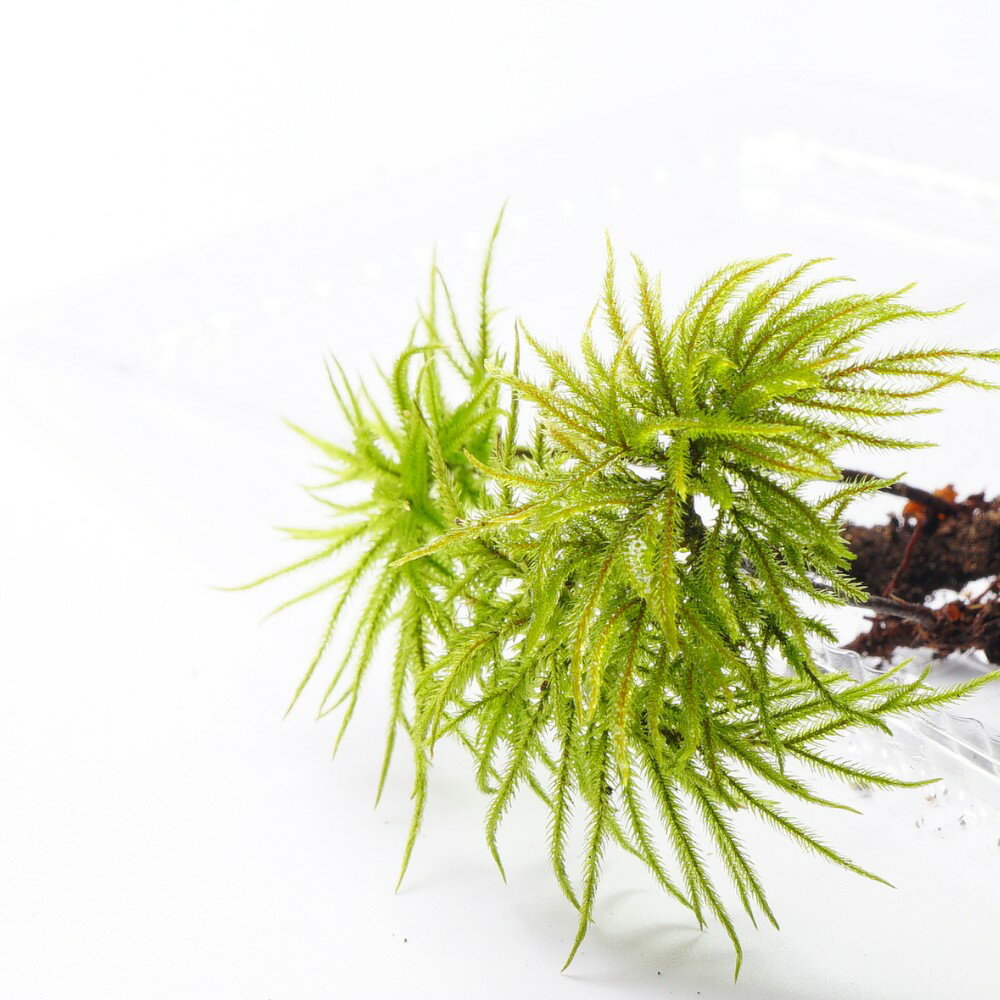 �ڹ⸶���ݡ� �緿���ڤΤ褦�˿��Ӥ��� ������Υޥ�ͥ󥰥� �ƥ�ꥦ�ࡡ�ݥƥ�ꥦ�ࡡ�������ƥ�ꥦ�� �������� ���ߥ����ץ� �������� ̩���ƴ����