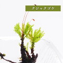 【高原の苔】 広がる葉が美しく色も鮮やか クジャクゴケ 5本 テラリウム アクアテラリウム 苔 コケ 半日陰向き セミオープン クローズ 密閉容器向け