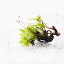 moss-scale:10005699のサンプル画像2