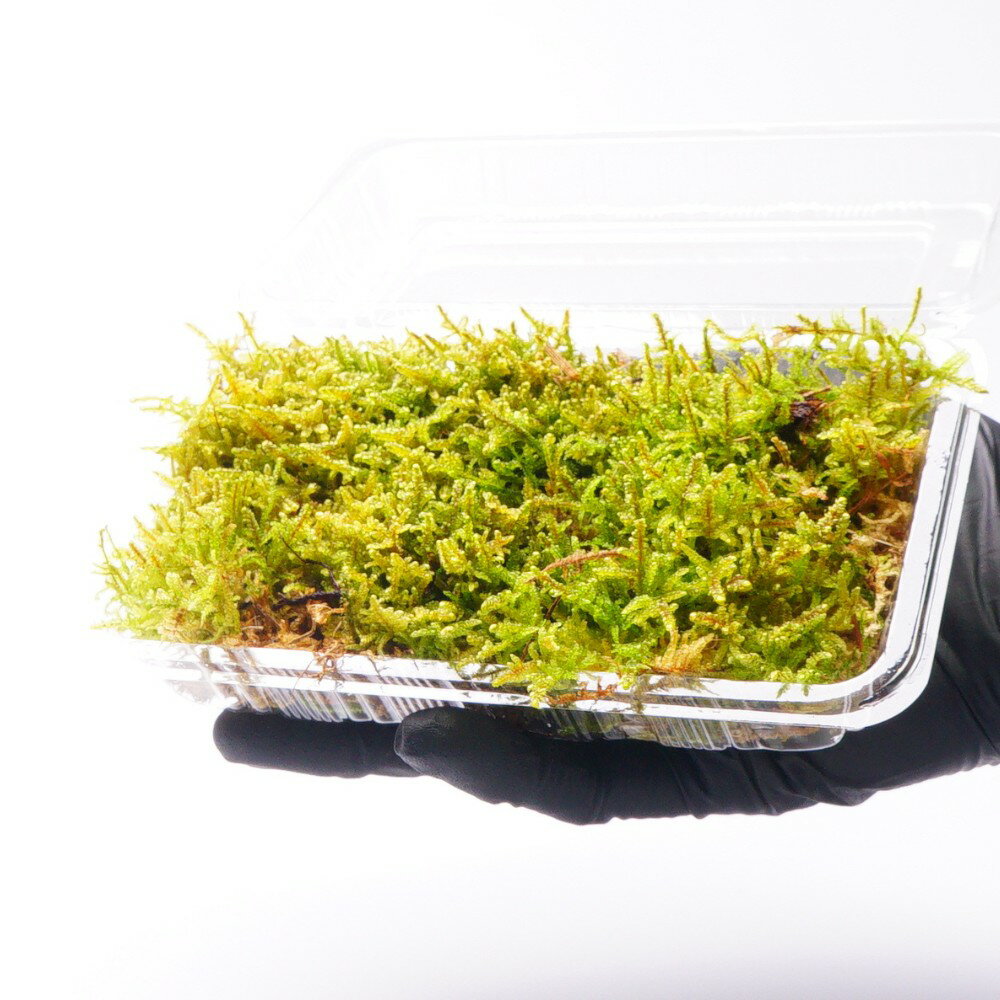 �ڹ⸶���ݡ� �ϥ����� ���Ƥ��ݰ����ˤ�ԥå��� �ݶ� �ƥ�ꥦ�� �ѥ���ꥦ�� �ߺϤ� �ݥѥå� ���� �ݥƥ�ꥦ�� ���뤤���ǰ�� �����ץ� ���ߥ����ץ��ƴ����