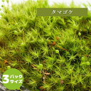 【高原の苔】 タマゴケ 鮮やかな緑 テラリウム 苔テラリウム 苔パック 明るい日陰向き セミオープン クローズ 密閉容器向け