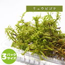 【高原の苔】 リュウビゴケ 一本一本がしっかりとした這う苔 テラリウム 盆栽に 苔パック コケ 苔テラリウム 日陰向き セミオープン クローズ 密閉容器向け