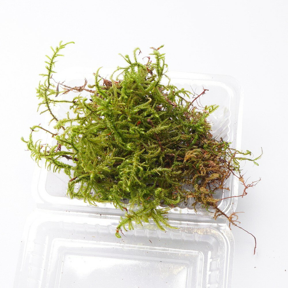 �ڹ⸶���ݡ� ��奦�ӥ��� ���ܰ��ܤ����ä���Ȥ����礦�� �ƥ�ꥦ�� �ߺϤ� �ݥѥå� ���� �ݥƥ�ꥦ�� �������� ���ߥ����ץ� �������� ̩���ƴ����