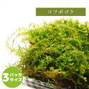 【高原の苔】 コツボゴケ 透明感のある苔 テラリウム パルダリウム 苔パック コケ 苔テラリウム 明るい場所でも育つ セミオープン クローズ 密閉容器向け