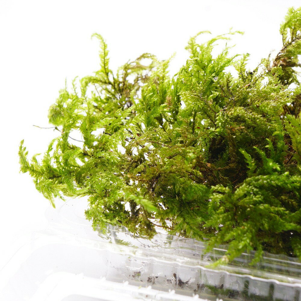 �ڹ⸶���ݡ� �ȥ�Υ����� �͡��ʷʿ���ɽ���Ǥ��� �ؤ��⤤ �ƥ�ꥦ�� ���߷� �ݥѥå� ���� �ݥƥ�ꥦ�� Ⱦ�������� ���ߥ����ץ� �������� ̩���ƴ����