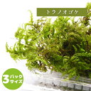 【高原の苔】 トラノオゴケ 様々な景色を表現できる 背が高い テラリウム 苔盆景 苔パック コケ 苔テラリウム 半日陰向き セミオープン クローズ 密閉容器向け