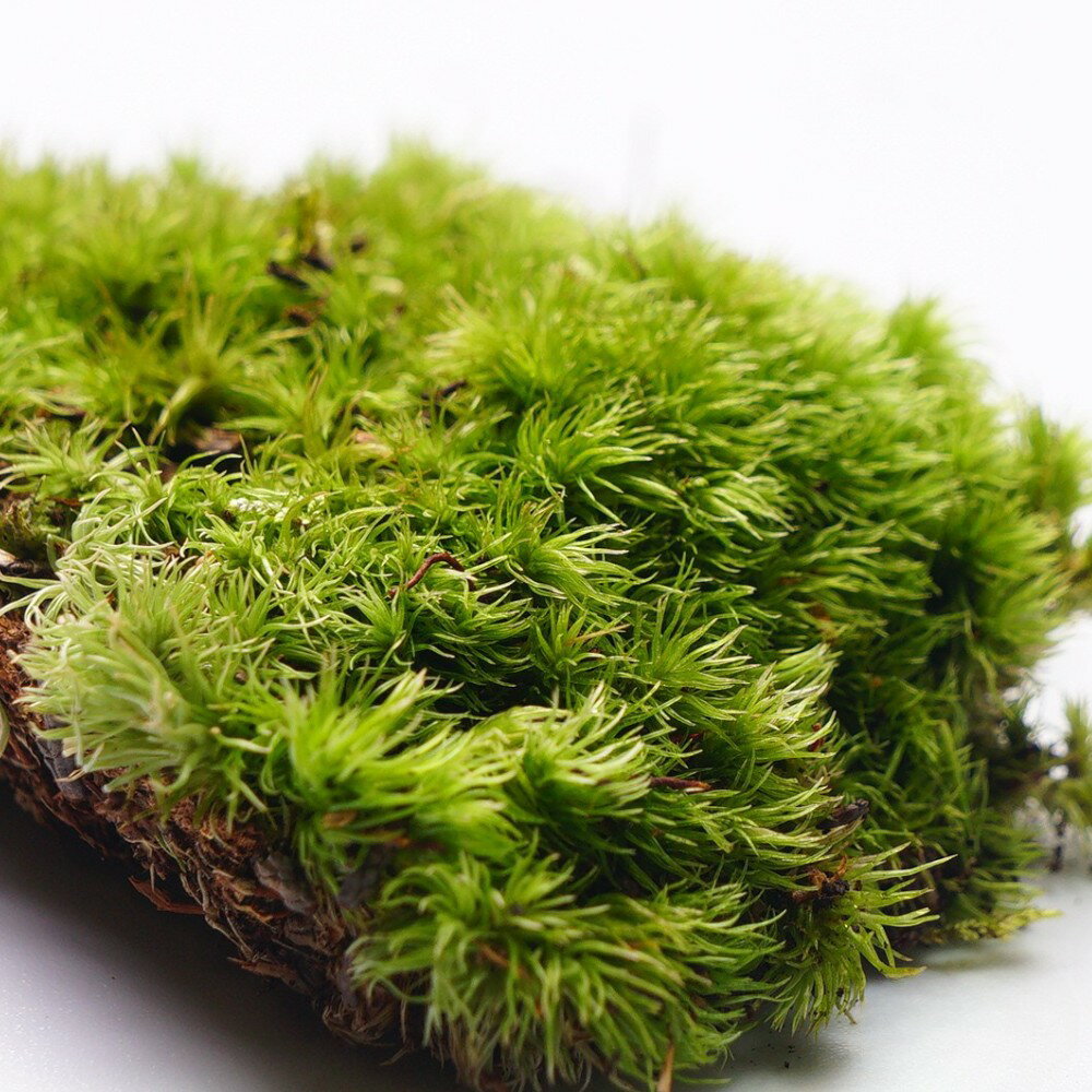 �ڹ⸶���ݡ� ����ϥ��饬���� ����ϥ����ʥ��� ��ޥ��� �ݥƥ�ꥦ�� �� �ѥå� ���뤤�������� �����ץ󤫤饯������ ̩���ƴ����