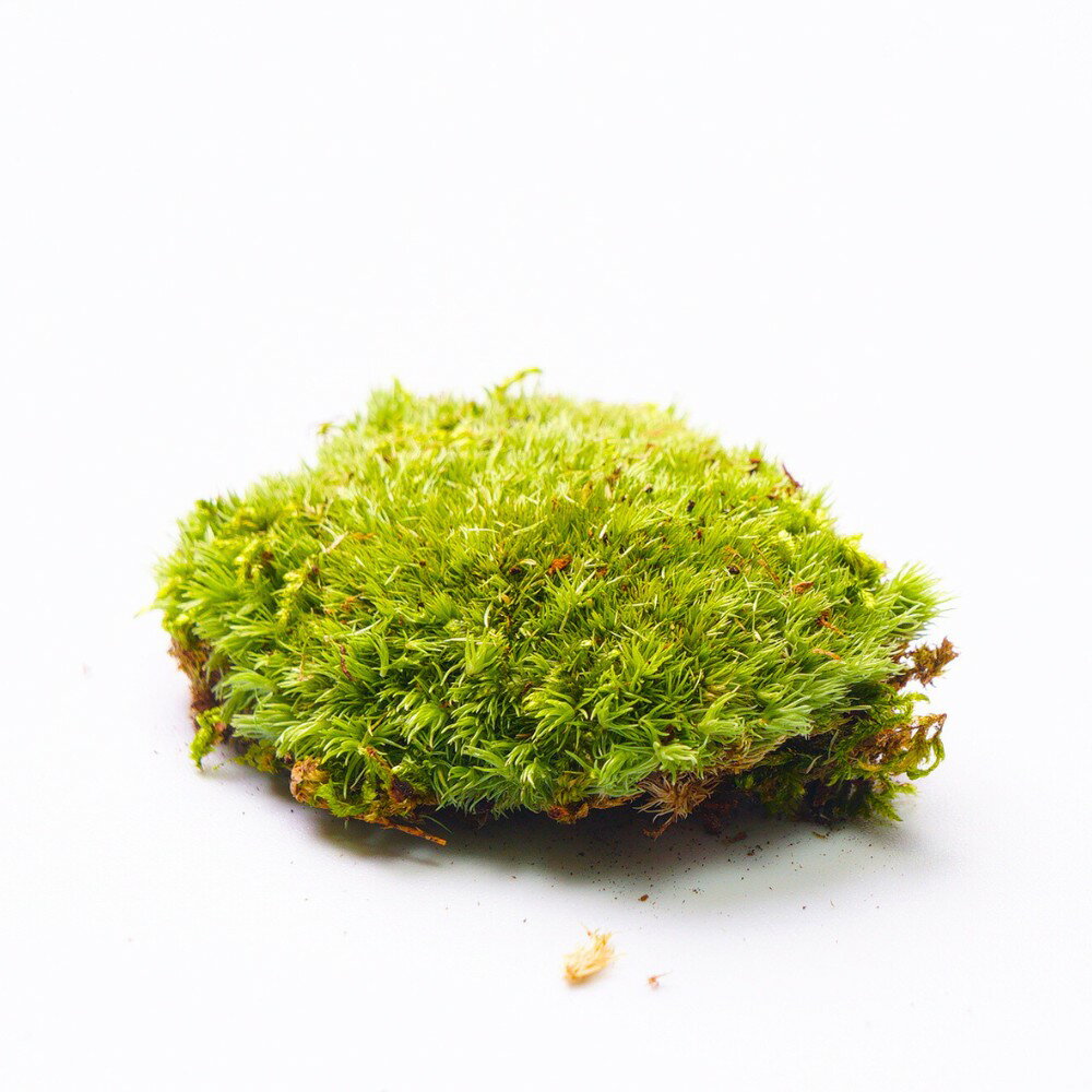 �ڹ⸶���ݡۥۥ��Х����ʥ��� ���饬���� ��ޥ��� �ݥƥ�ꥦ�� �� �ѥå� ���뤤�������� �����ץ󤫤饯������ ̩���ƴ����