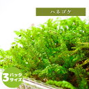 【高原の苔】 ハネゴケ 透明感のある葉が綺麗 テラリウム 苔パック 苔テラリウム アクアテラリウム 日陰向き 湿潤な環境を好む クローズ 密閉容器向け