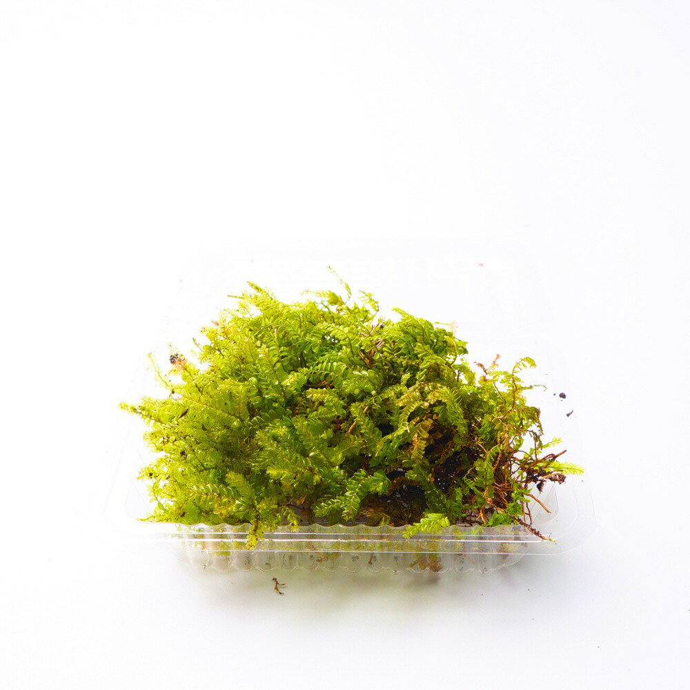 �ڹ⸶���ݡ� �ϥͥ��� Ʃ�����Τ����դ���� �ƥ�ꥦ�� �ݥѥå� �ݥƥ�ꥦ�� �������ƥ�ꥦ�� �������� ����ʴĶ��򹥤� �������� ̩���ƴ����