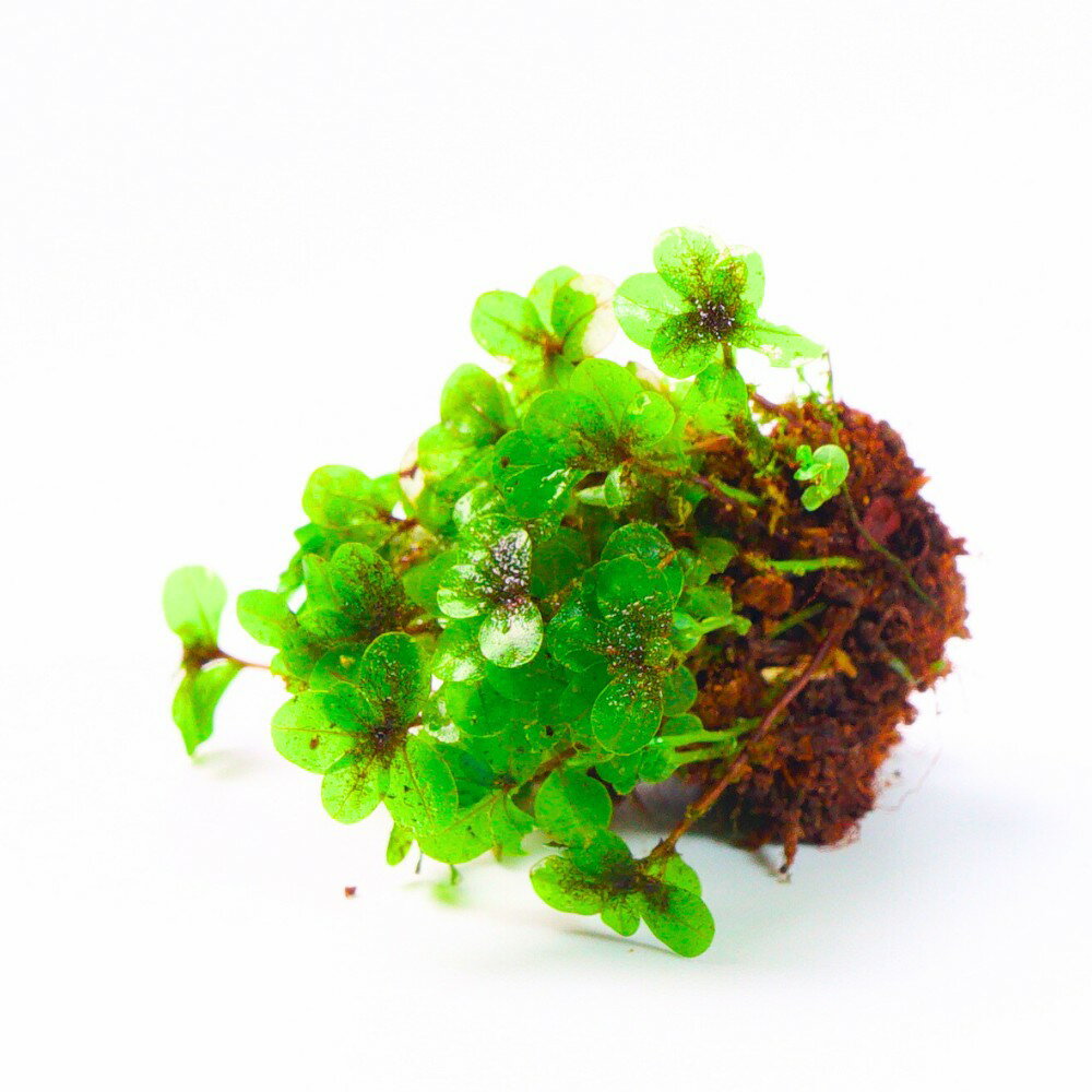 �ڹ⸶���ݡ� �����祦���󥴥� ���襤�������� �ƥ�ꥦ�� �������ƥ�ꥦ�� �� ���� �������� �������� ̩���ƴ����