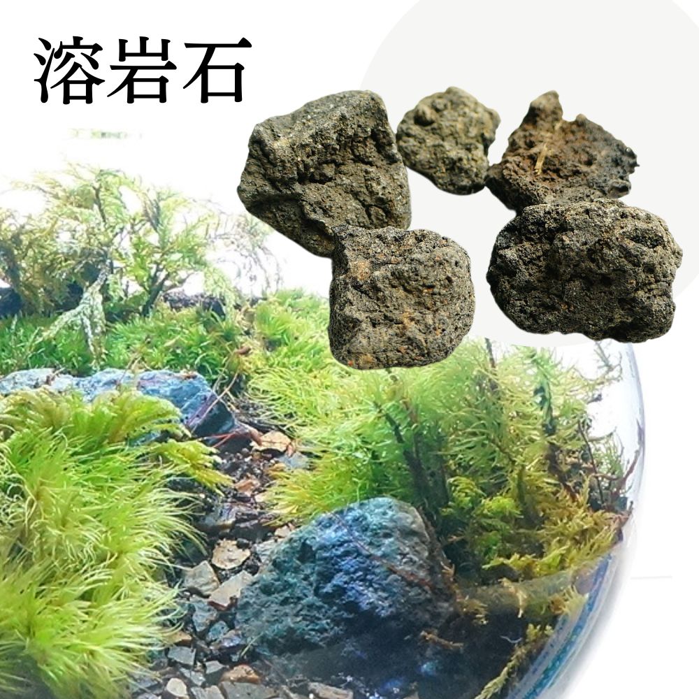 ��4�� 3-5cm 5�� �ϴ��� ������ �ڲ��� ��ζ�� ������ Ķ�ߥ� �ܥȥ�ƥ�ꥦ�� �ݥƥ�ꥦ�������Ǥ�� �쥤�������� �������ꥦ�� �������ƥ�ꥦ��