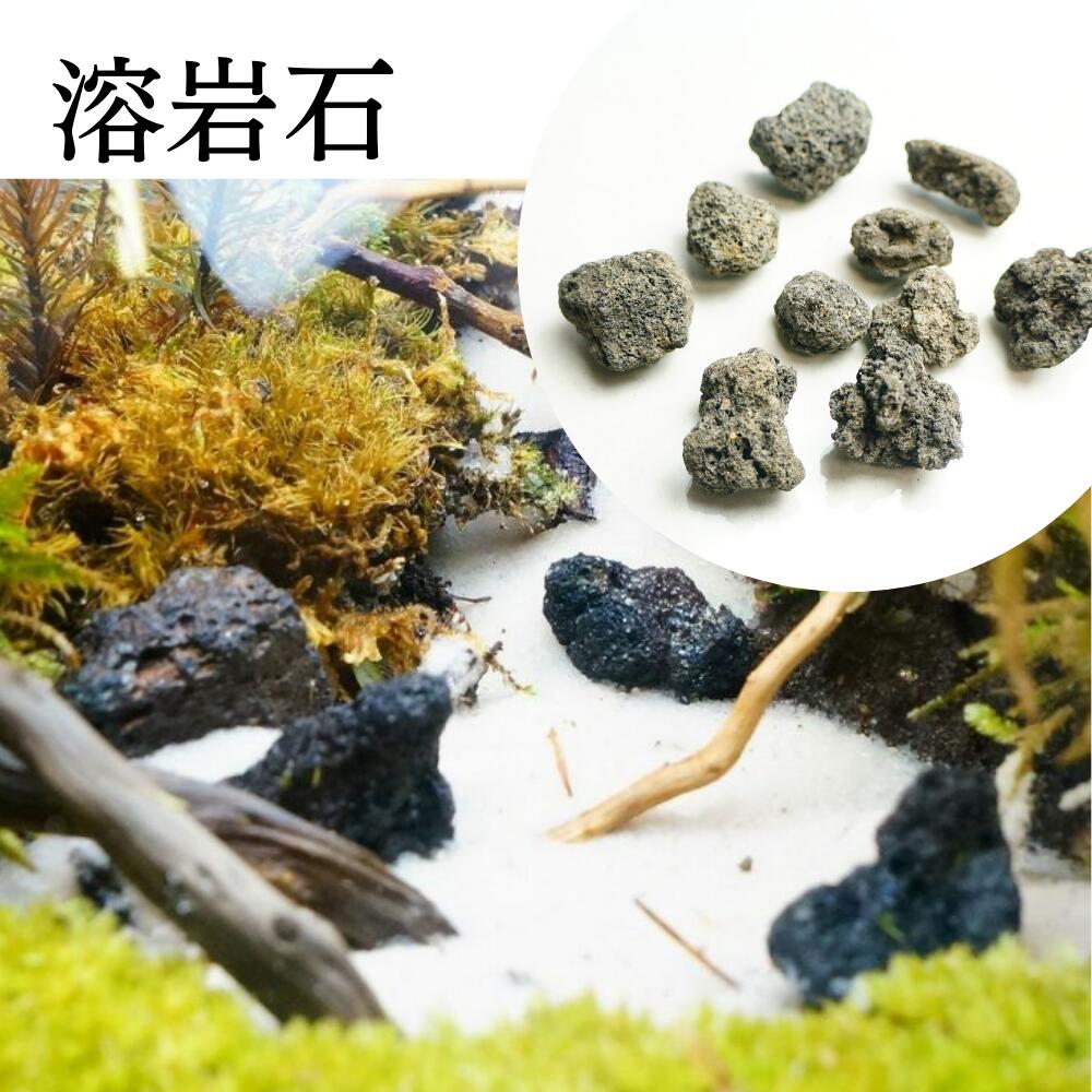 ��3�� 2-3cm 10�� �ϴ��� ������ �ڲ��� ��ζ�� ������ Ķ�ߥ� �ܥȥ�ƥ�ꥦ�� �ݥƥ�ꥦ�� ������Ǥ�� �쥤�������� �������ꥦ�� �������ƥ�ꥦ��