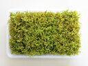 苔 こけ コケ ハイゴケ 【ハイゴケミニパック(M1)(222×143mm) 】