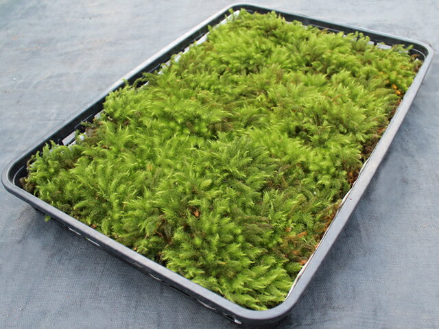 �� ���� ���� �ҥΥ����� �ڥҥΥ�������ȥ졼��