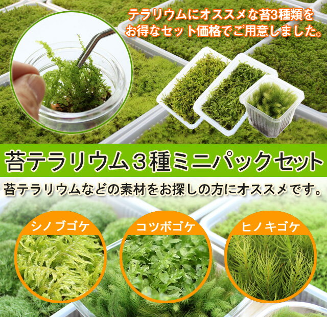 �� ���� ���� �ݥƥ�ꥦ����ݥƥ�ꥦ��3��ߥ˥ѥå����åȡ�S�� ��