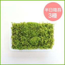 苔 こけ コケ【半日陰苔3種ミニパック（M1）(222×143mm) 】