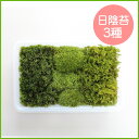 苔 こけ コケ【日陰苔3種ミニパック(M1)(222×143mm) 】