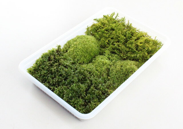 苔 こけ コケ【日陰苔3種ミニパック（M1）(222×143mm) 】