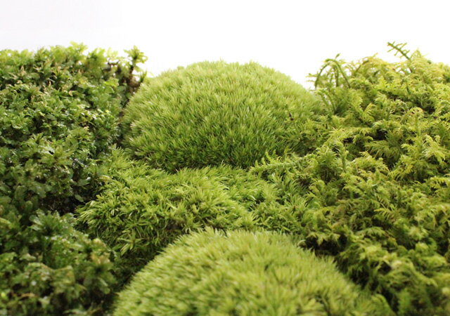 �� ���� ������������3��ߥ˥ѥå���M1��(222��143mm) ��