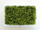 苔 こけ コケ シノブゴケ 【シノブゴケミニパック(M1)(222×143mm) 】
