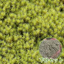 苔 こけ コケ スナゴケ 砂苔 【スナゴケお庭用セット(約1平米)】