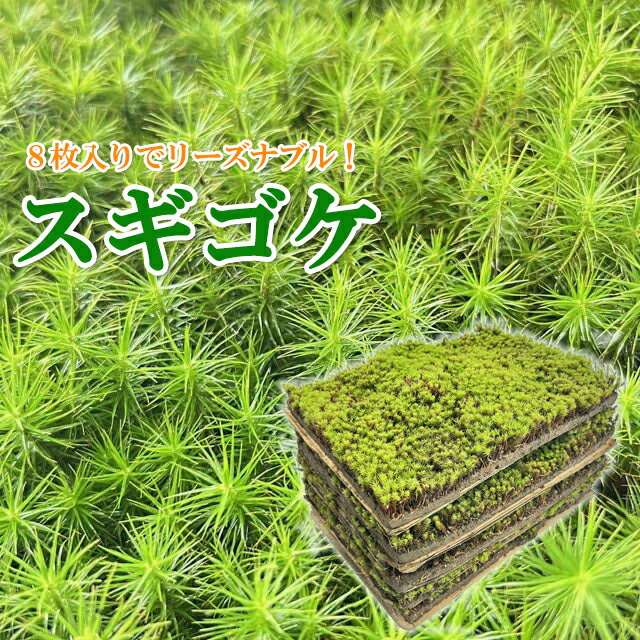 楽天市場】杉 石化の通販 楽天市場】杉 石化の通販
