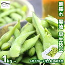 【7月4日迄 受付中】新潟県産 朝採り 黒埼早生枝豆 1kg~ ギフト 新潟市 えだまめ 枝豆 エダマメ くろさき 【6月下旬から7月上旬に順次発送】 黒崎 新...