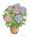 【作家名】内藤謙一 【作品名】スタイル・1 紫陽花 絵画 花 絵 静物画 版画 ジークレー 額付き 国内送料無料