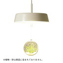 【ポイント10倍11/1限定】ペンダントライト & 植物ポット テラリウムが楽しめる ダクトレール対応LED アイボリー MPN02IV-MOP001 北欧 シンプル モトム