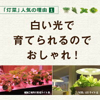 水耕栽培キット【メーカー直営MotoM灯菜】Akarina01サラダ菜種子液体肥料培地スポンジ付属OMA01家庭菜園野菜おしゃれインテリア照明ハーブ栽培種子栽培led水耕栽培器植物育成ライトプランター