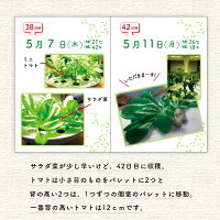 水耕栽培キット【メーカー直営MotoM灯菜】Akarina01サラダ菜種子液体肥料培地スポンジ付属OMA01家庭菜園野菜おしゃれインテリア照明ハーブ栽培種子栽培led水耕栽培器植物育成ライトプランター