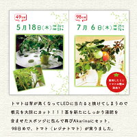 水耕栽培キット【メーカー直営MotoM灯菜】Akarina01サラダ菜種子液体肥料培地スポンジ付属OMA01家庭菜園野菜おしゃれインテリア照明ハーブ栽培種子栽培led水耕栽培器植物育成ライトプランター