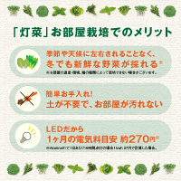 水耕栽培キット【メーカー直営MotoM灯菜】Akarina01サラダ菜種子液体肥料培地スポンジ付属OMA01家庭菜園野菜おしゃれインテリア照明ハーブ栽培種子栽培led水耕栽培器植物育成ライトプランター