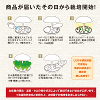水耕栽培キット【メーカー直営MotoM灯菜】Akarina01サラダ菜種子液体肥料培地スポンジ付属OMA01家庭菜園野菜おしゃれインテリア照明ハーブ栽培種子栽培led水耕栽培器植物育成ライトプランター