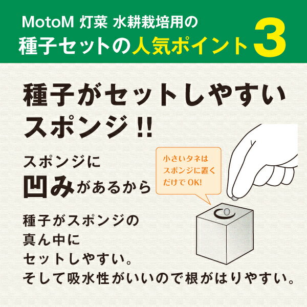 モトム灯菜ペパーミントの水耕栽培用種子セットmas14ペパーミントタネ約40粒液体肥料50ml水耕栽培用のスポンジ50個