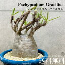 人気　パキポディウム　グラキリス　発根済塊根植物　多肉植物　観葉植物　コーデックス　人気急増　個性的　格好良い　インテリア　おしゃれ　卓上　プラ鉢
