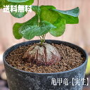 塊根植物　亀甲竜 ディオスコレア エレファンティペス プラ鉢観葉植物 コーデックス 珍奇植物 レア 希少 イモ 冬型 人気急増　コーデックス　観葉植物　多肉植物　送料無料　スタイリッシュ　おしゃれ　インテリア