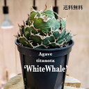 人気 アガベ チタノタ 白鯨 多肉植物 プラ鉢インテリア 個性的 卓上 観葉植物 送料無料 育てやすい