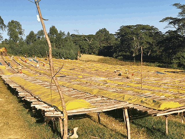 ＼クリックポスト発送可能／新豆★エチオピア ジンマ フンダ・オリ　ナチュラル　シティロースト　100g｜ETHIOPIA｜Ethiopia｜エチオピアモカ｜モカコーヒー｜モカ｜中煎り｜【組み合わせ自由！コーヒー豆800g以上ご注文で送料無料】