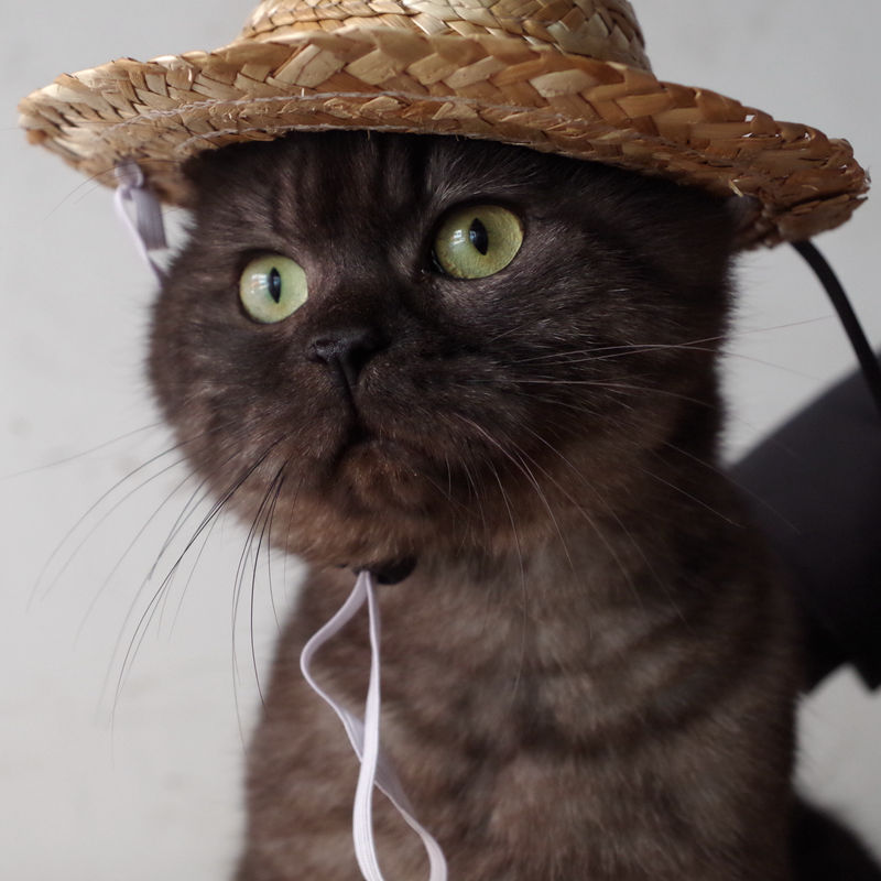 送料無料 ペット用品 猫ハット 帽子 麦わら帽子 かぶりもの ネコ コスプレ CAT イヌ 犬 紫外線対策 ねこ おもちゃ 玩具 雑貨 グッズ 個性的 可愛い かわいい プレゼント