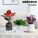 送料無料 植木鉢 自動給水 プランター 室内栽培 貯水槽付き フラワーポット 観葉植物 水やり おしゃれ シンプル プラスチック クリア 花 ハーブ 多肉植物 インテリア
