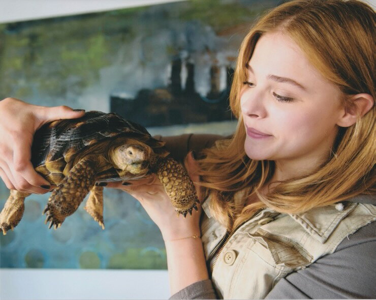 クロエグレースモレッツ Chloe Grace Moretz 映画 写真 輸入品 8x10インチサイズ 約20.3x25.4cm