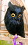 【PUEBCO/プエブコ・Owl・Black横向き(Sサイズ)】ARTIFICIAL BIRDS フクロウ ミミズク リアル TOKYO COLLECTION ディスプレイ 雑貨 雑誌掲載 オブジェ ナチュラル インテリア 羽毛 ワイヤー 置物 ワイヤー 小鳥 ギフト プレゼント
