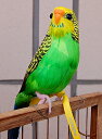 ☆再入荷☆【PUEBCO/プエブコ Budgie(Green)】ARTIFICIAL BIRDS セキセイインコ カラフル リアル TOKYO COLLECTION ディスプレイ 雑貨 雑誌掲載 オブジェ ナチュラル インテリア 羽毛 ワイヤー 置物 ワイヤー 小鳥 ギフト プレゼント